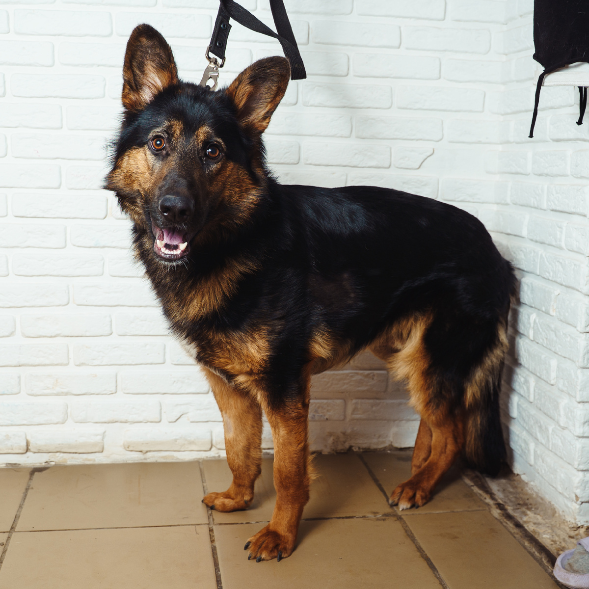 Мечтает о любящей семье и уютном доме!