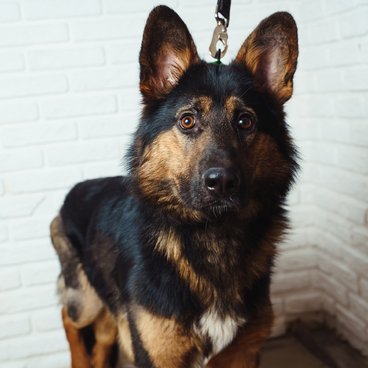 Этот очаровательный пёсик обладает добродушным, жизнерадостным характером!