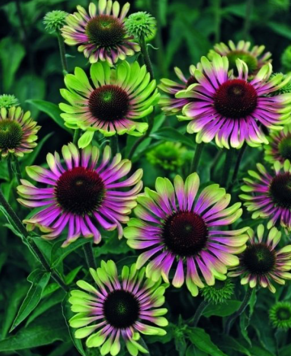 Эхинайея «Green Twister»