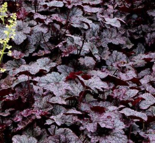 Гейхера «Plum Pudding»