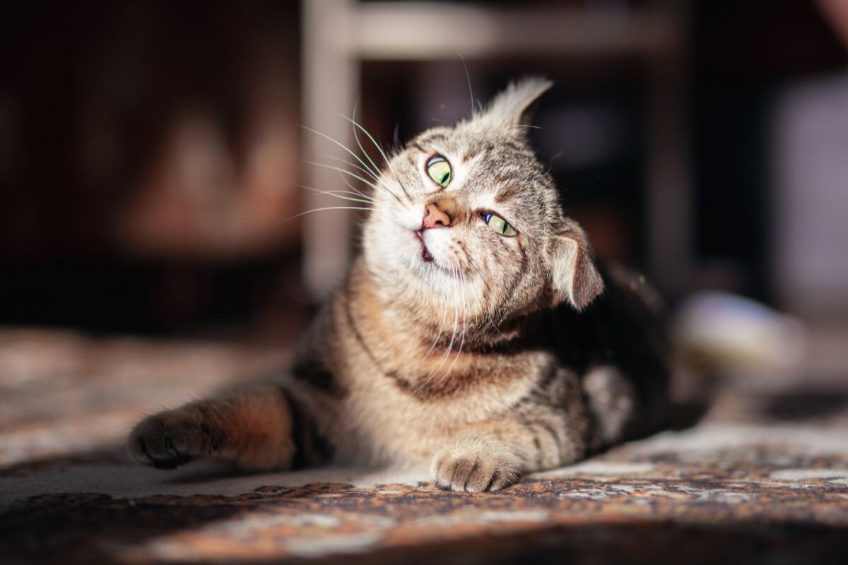  Забавный сумасшедший кот-психопат 😻