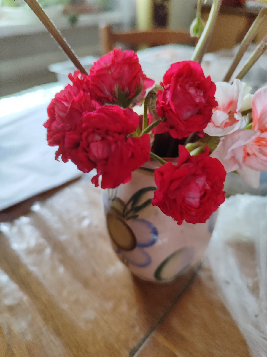 и это пеларгонии