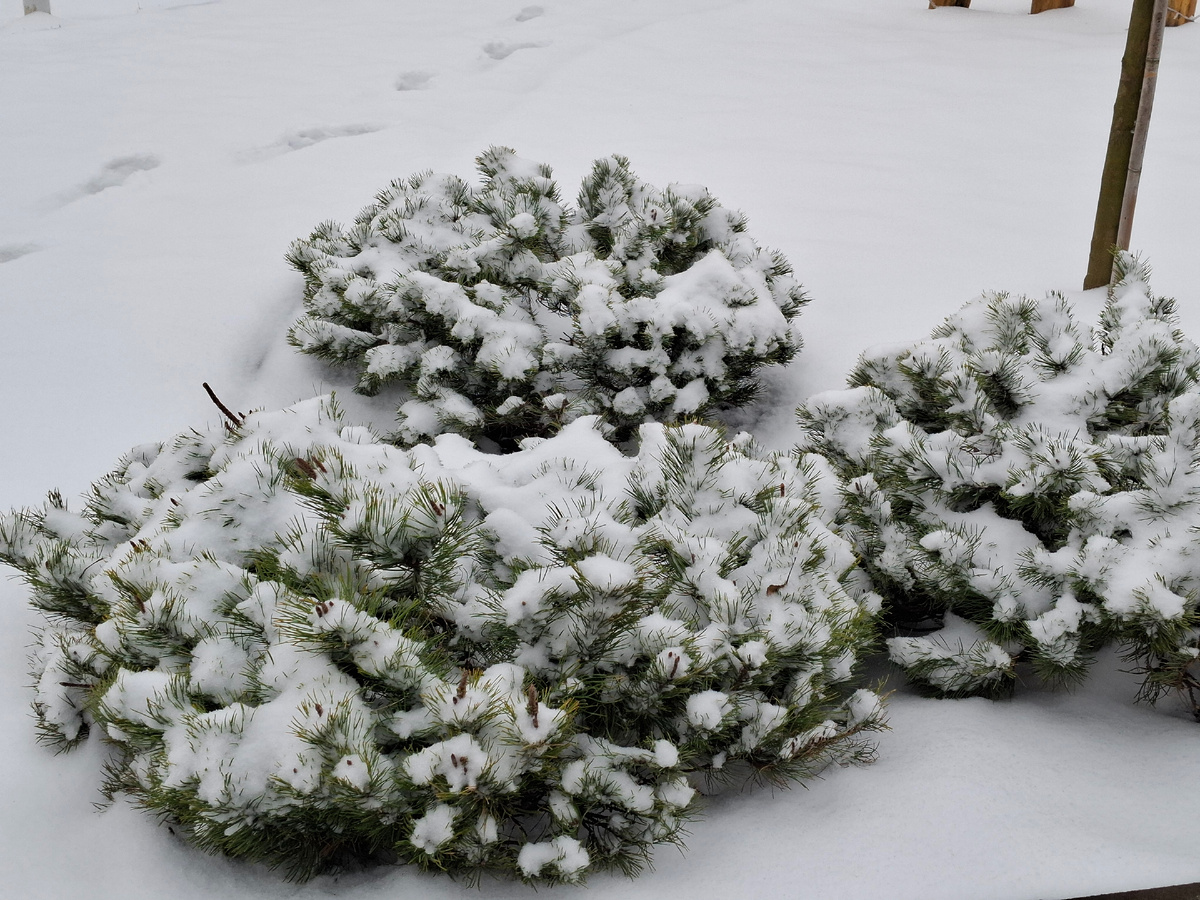 Пушистые колючие кустики