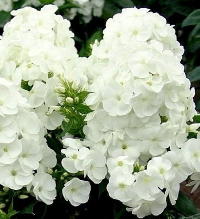 Флокс метельчатый «David»