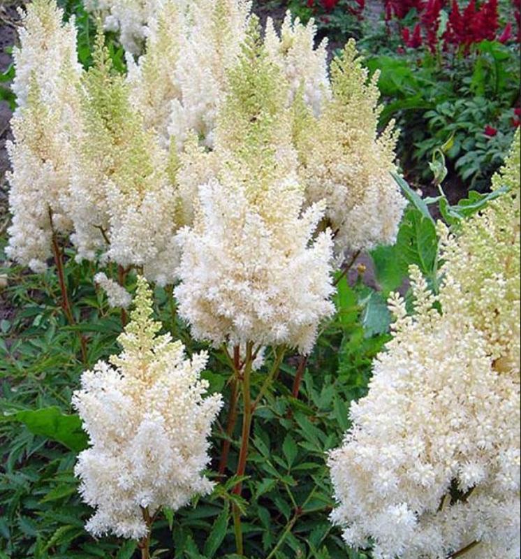 Астильба «White Gloria»