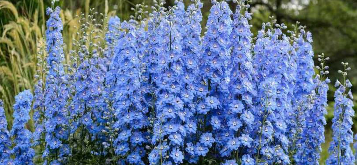 Дельфиниум "Sky Blue"