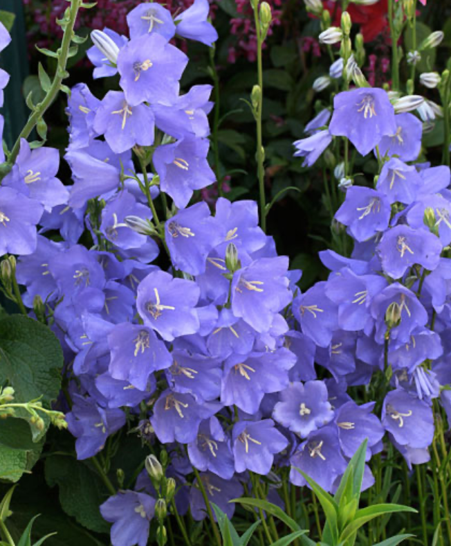 Колокольчик персиколистный Telham Beauty