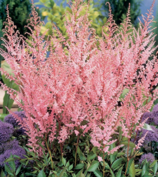 Астильба ‘Erika’