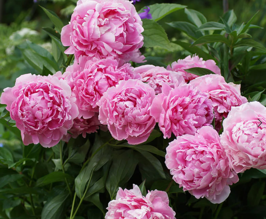 Пион ‘Sarah Bernhardt’