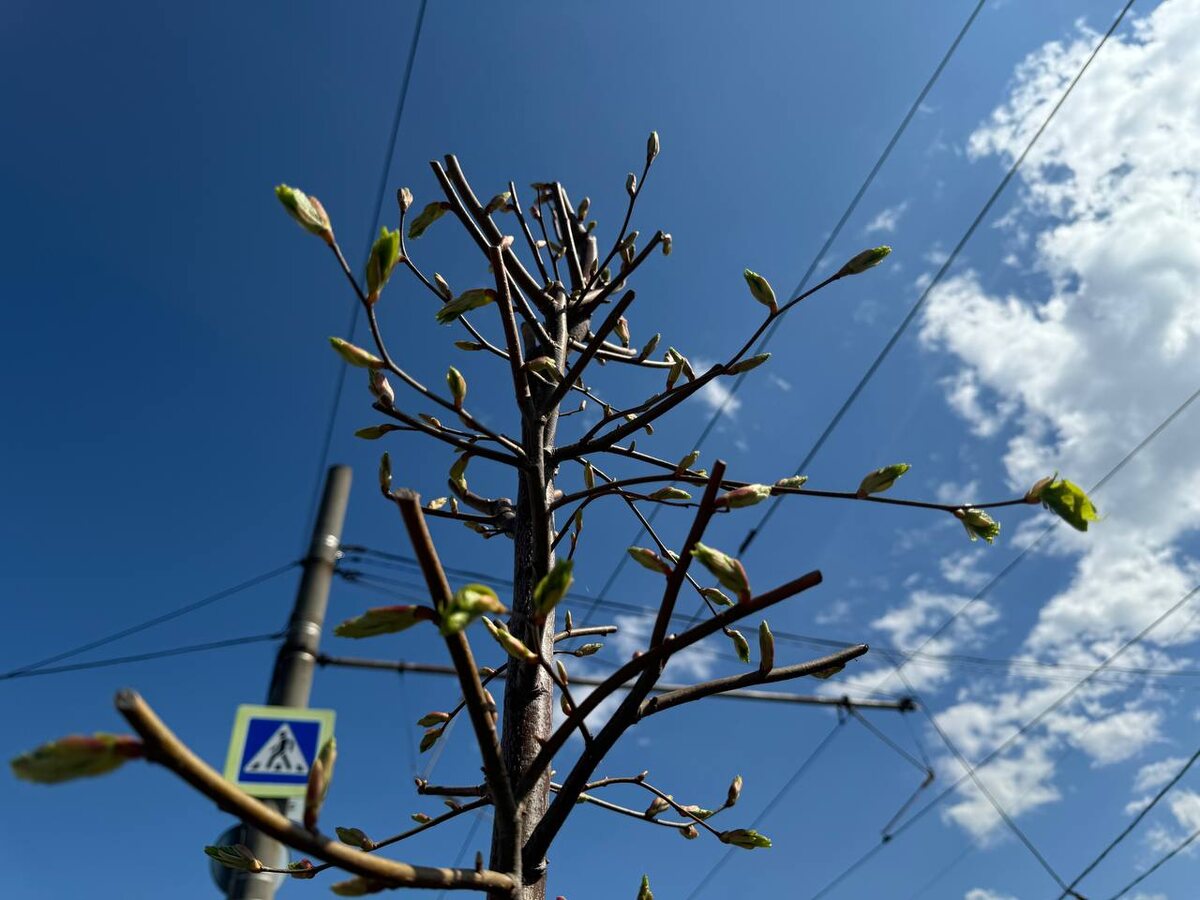 Фото: Пресс-служба администрации Краснодара