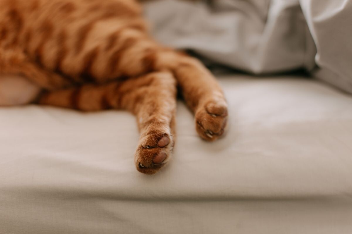 Задние лапы