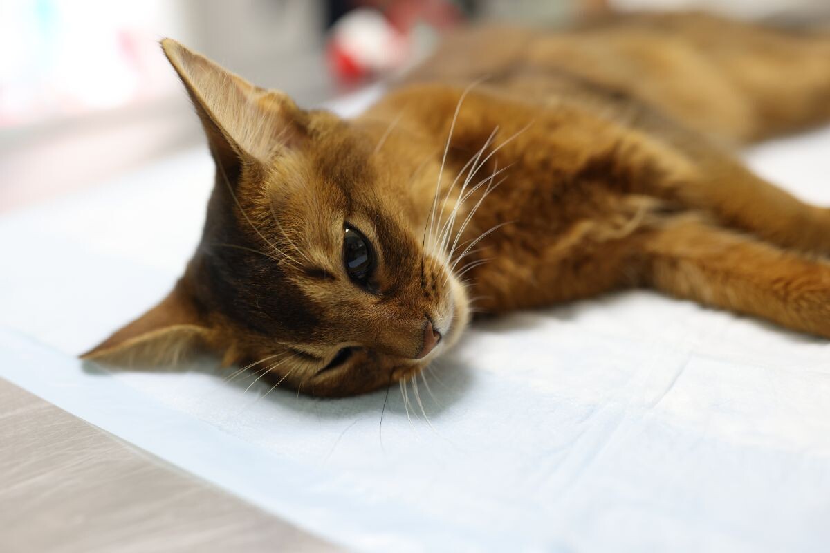 Ботулизма у кошек 