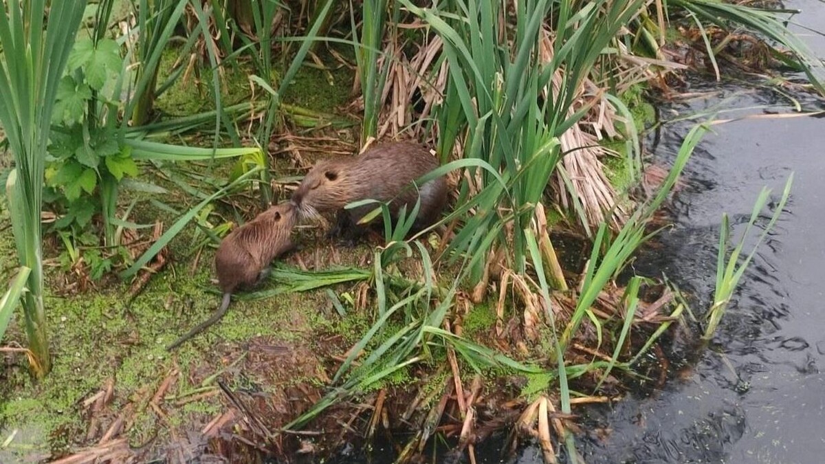     Источник: Telegram-канал «Экоохотнадзор31»