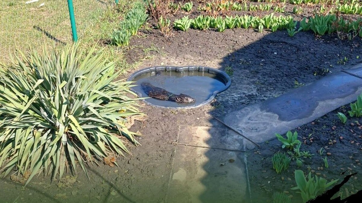     Источник: Telegram-канал «Экоохотнадзор31»