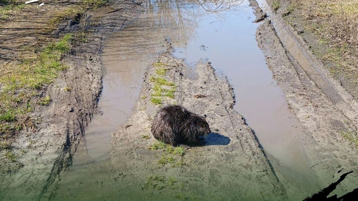     Источник: Telegram-канал «Экоохотнадзор31»