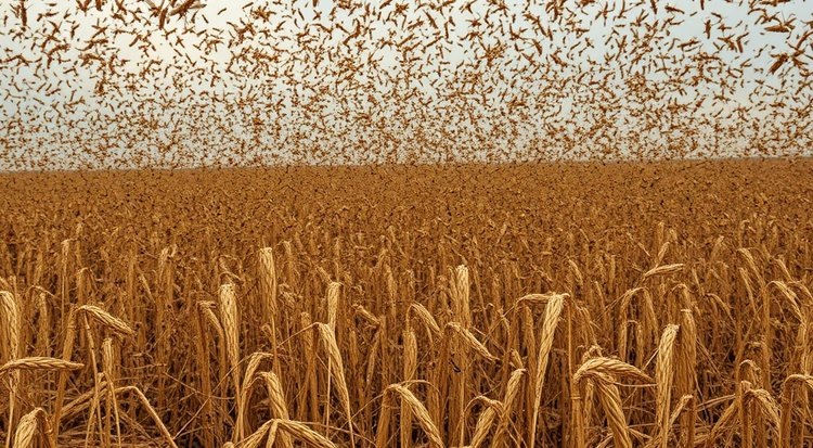    Саранча на Ставрополье адаптируется и тактика защиты урожая тоже меняется