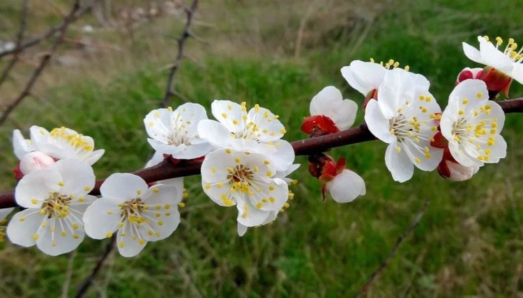    Весенним заморозкам садоводы могут противостоять водой и дымом