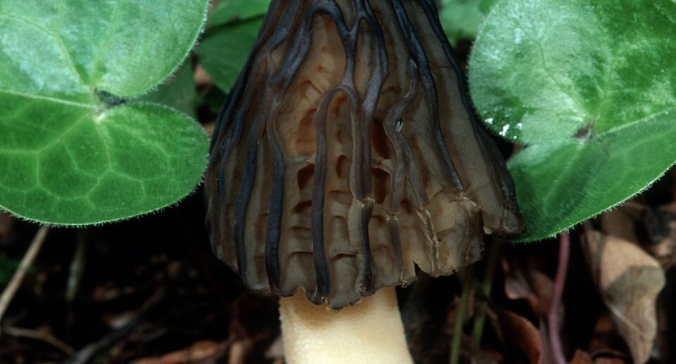    Сморчок. K. Wagner/blickwinkel / www.globallookpress.com