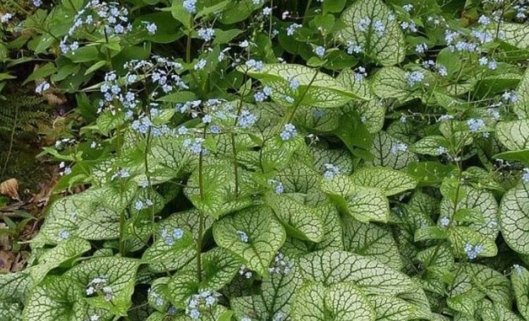    Популярные сорта бруннеры для ландшафтного дизайна