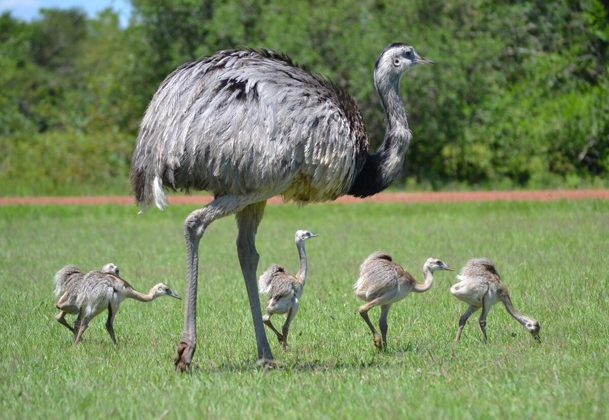 Нанду с птенцами. Фото взято из открытого источника Яндекс Картинки.