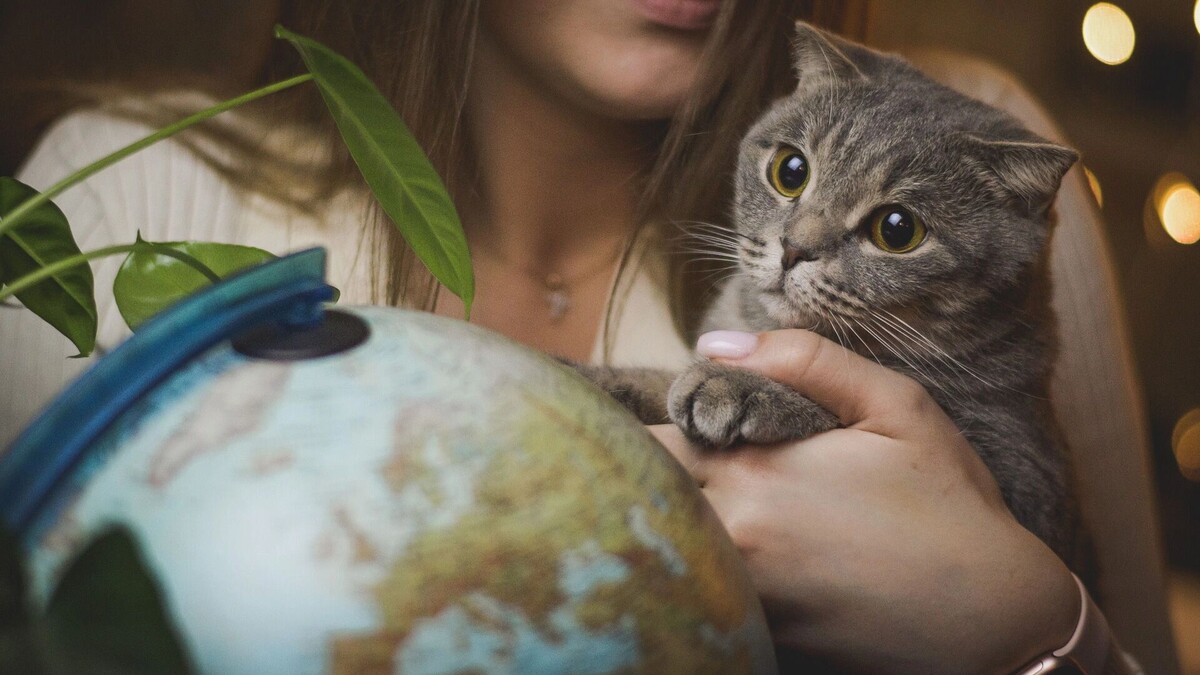     Источник: 1MI