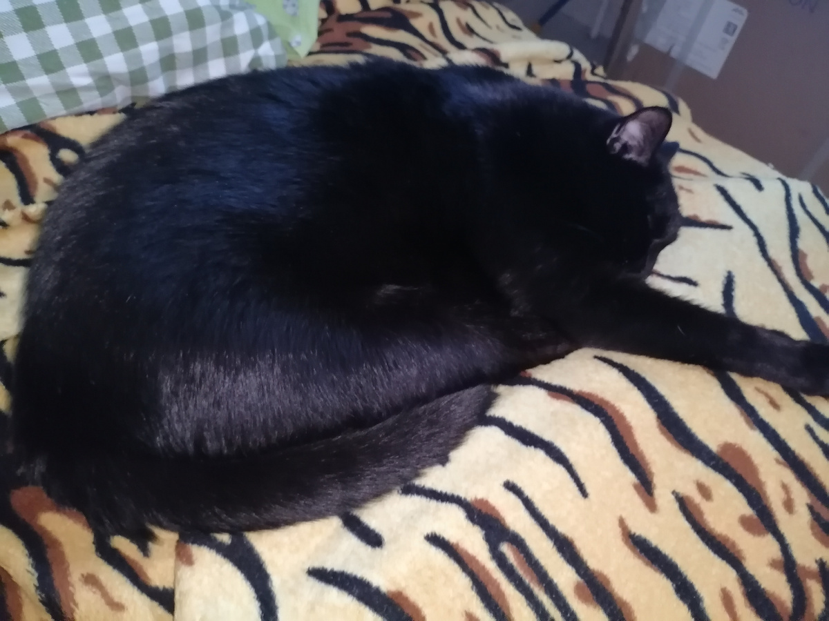 Игривый , красивый , пушистый Пушок 😁 Он пережил две смерти за один месяц. Но выжил. Стал сильнее. 