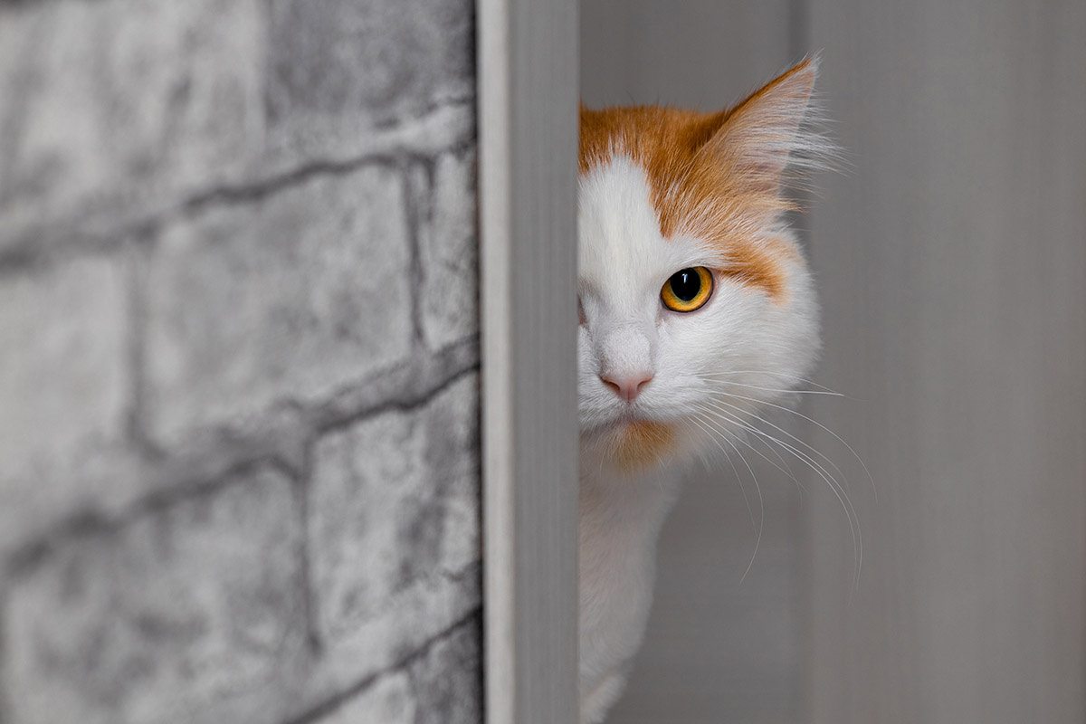 Для кота переезд — настоящая КОТОстрофа. Источник: Shutterstock📷
