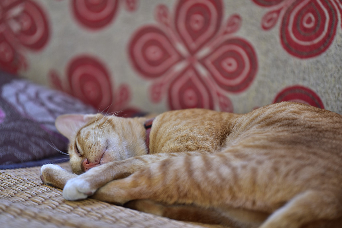 Котенку будет спокойнее в окружении знакомых вещей. Источник: Shutterstock📷
