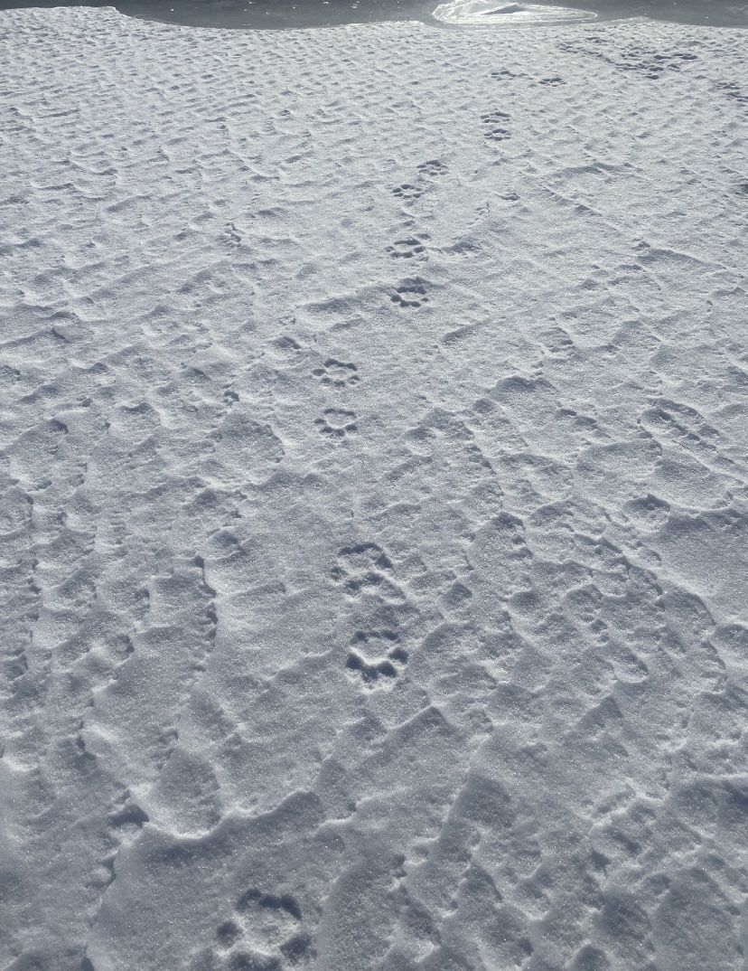 Следы тигра