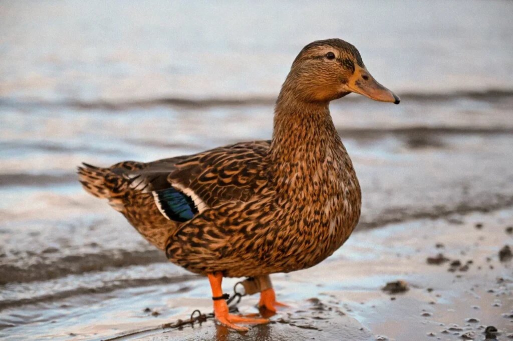    ФОТО: Александра Глущенко
