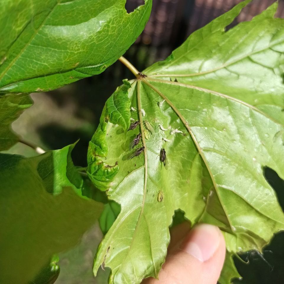 Тля на нижней части листа клёна