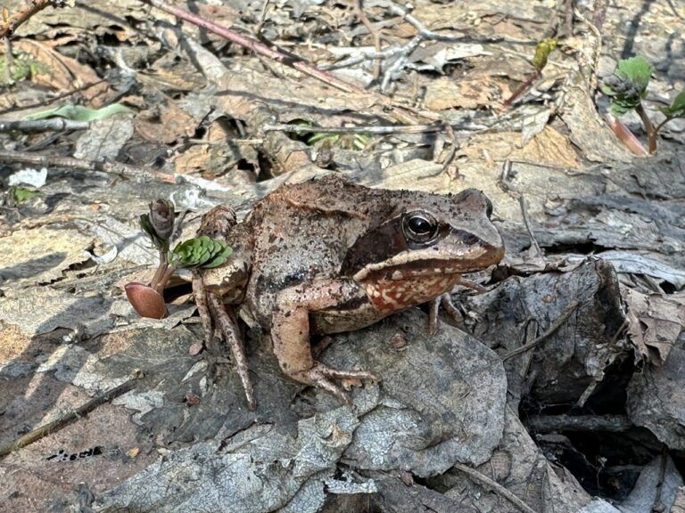    В Бузулукском бору проснулась краснобрюхая жерлянка Белов Михаил Александрович