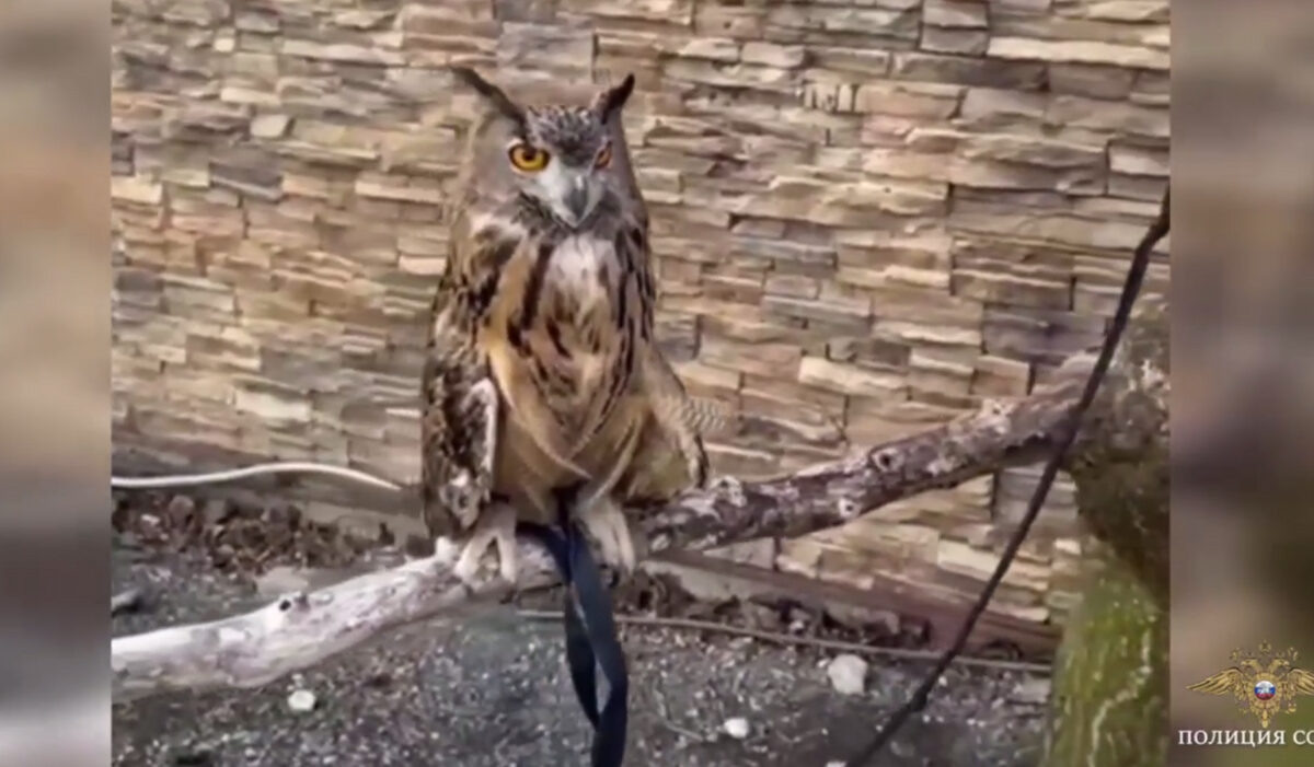    Фото t.me/police_sochi