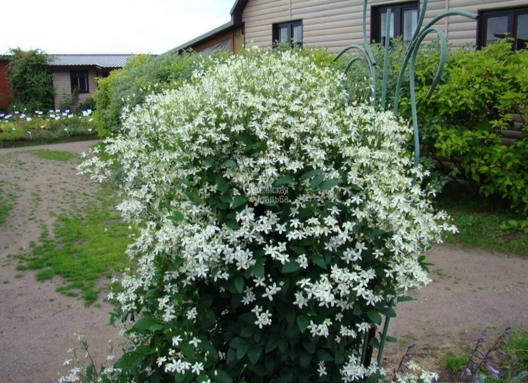 Клематис Белое облако