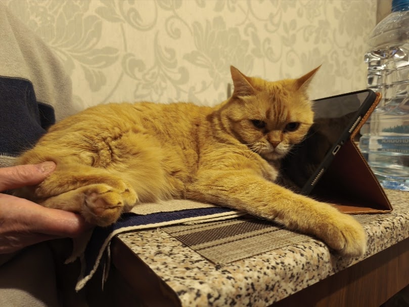 наша старшая кошка - Фуфик.