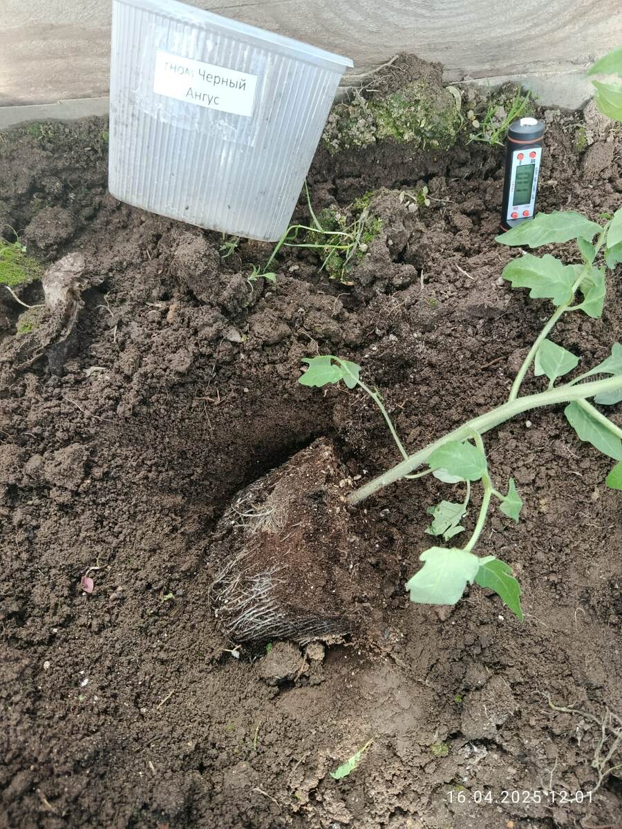 Томатный гном Черный Ангус