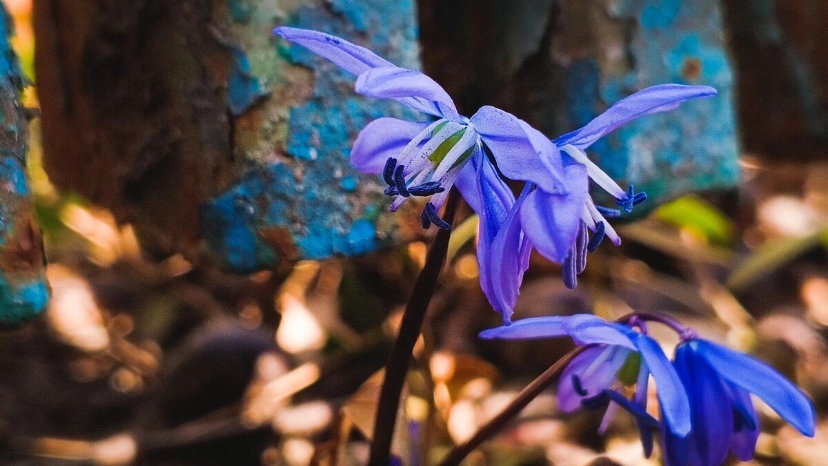     Источник: 1MI