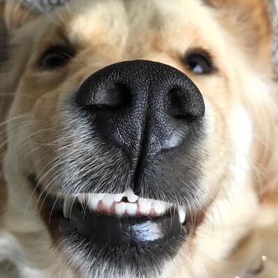 "Правой ноздрей — для угрозы, левой — для удовольствия: Как собаки «считывают» запахи"