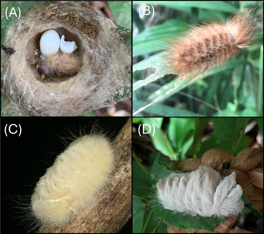 (А)- то самое гнездо, В-D - гусеницы, которым подражает птенец колибри