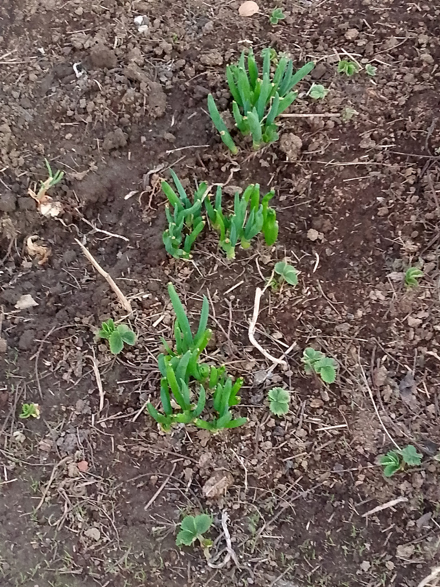 Скоро будем жарить весенние пирожки с яйцами и зелёным луком