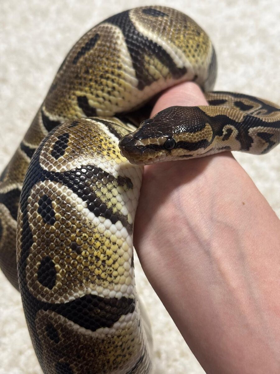 Держать на руках змею - непередаваемое ощущение!