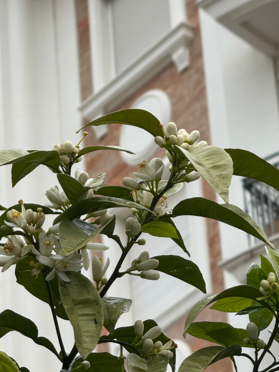 Цветущий апельсин, фото Сад в стиле Paradise ®