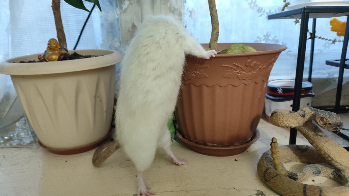 фото автора, "Балет с гошком"