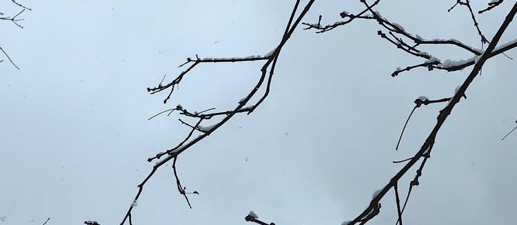   Защита сада от заморозков – какие наиболее опасны и что делать