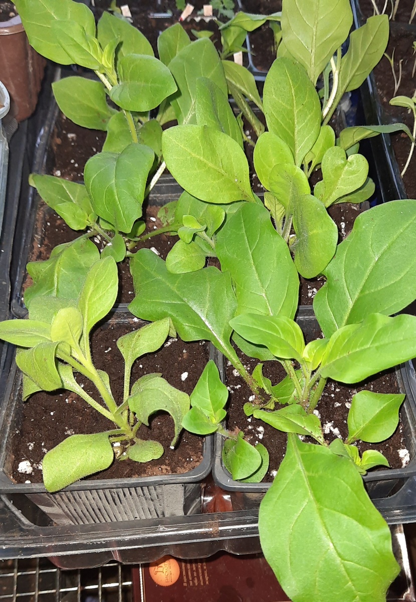 Предвидя комментарии, что у них хлороз, нет это вспышка от камеры, создала разные оттенки зеленого)