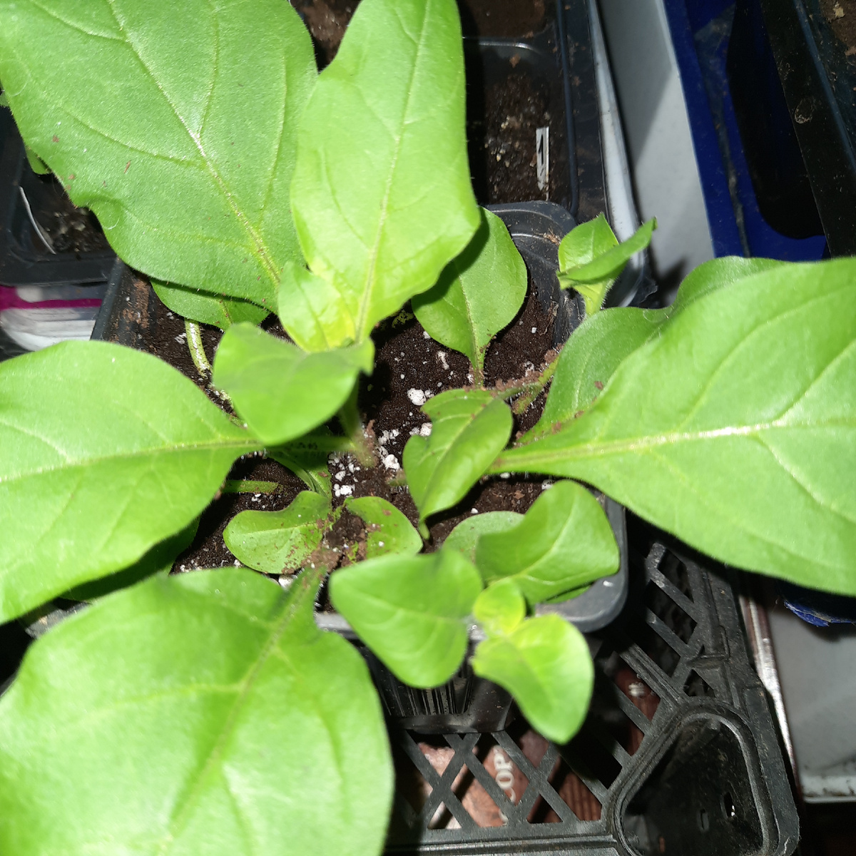 Это- один куст