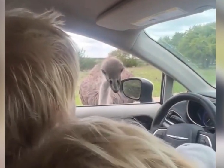   Кадр из видео