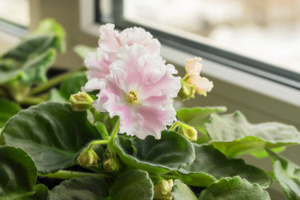 Почему нельзя держать фиалку в доме