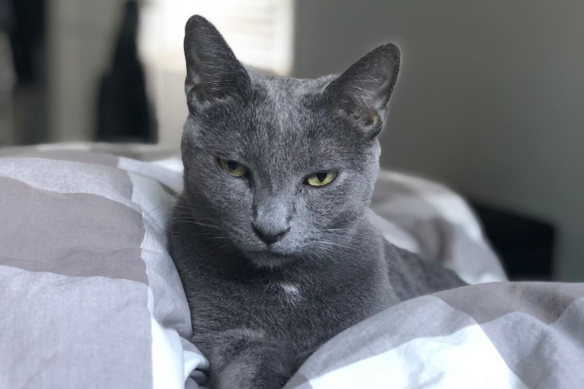 Русская голубая кошка