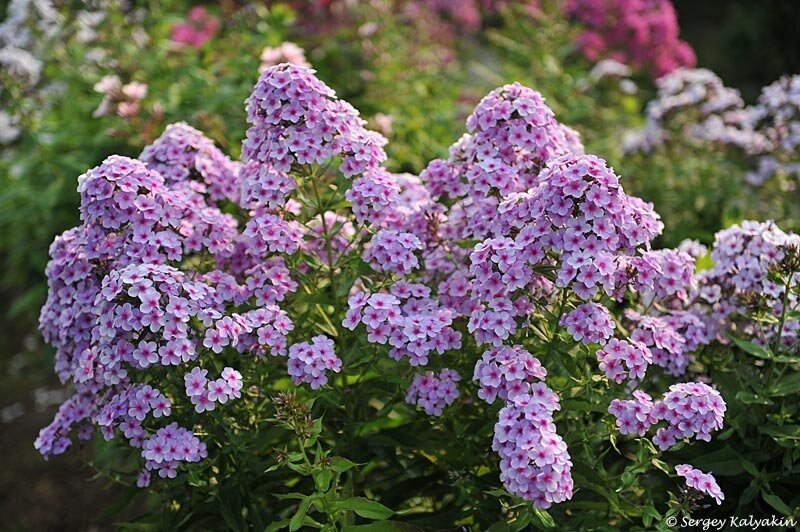 Флокс Вечерница